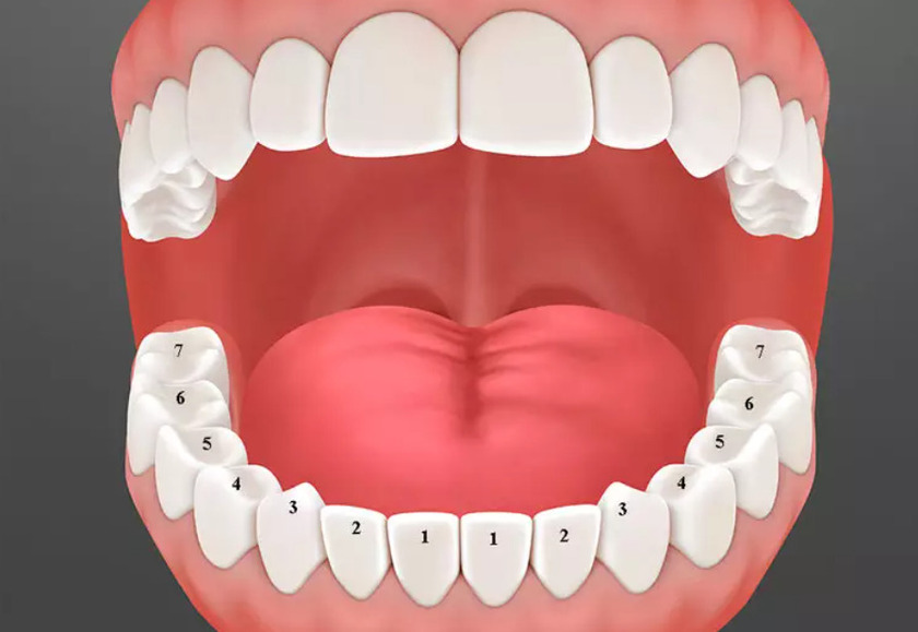 Răng vĩnh viễn tồn tại suốt đời và nếu mất đi thì không có răng khác thay thế